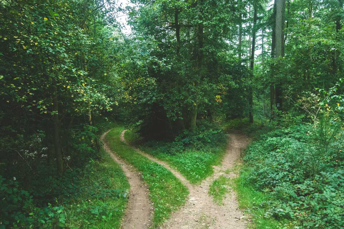 Two roads diverging through trees, representing the choice between 301 permanent and 302 temporary redirects in SEO